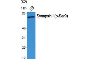 Western Blot (WB) analysis of specific cells using Phospho-Synapsin I (S9) Polyclonal Antibody.