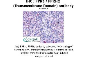 Image no. 1 for anti-Formyl Peptide Receptor 3 (FPR3) antibody (ABIN1734461)