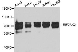 Western blot analysis of extracts of various cell lines, using Eif2ak2 antibody (ABIN5973251) at 1/1000 dilution. (EIF2AK2 anticorps)