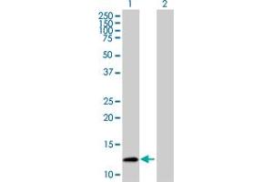 Western Blot analysis of S100A10 expression in transfected 293T cell line by S100A10 MaxPab polyclonal antibody. (S100A10 anticorps  (AA 1-97))