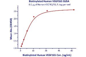 Measured by its binding ability in a functional ELISA.