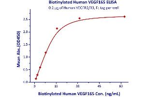 Measured by its binding ability in a functional ELISA. (VEGF 165 (AA 27-191) (Active) protein (His tag,AVI tag,Biotin))