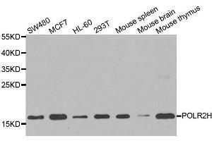 Western blot analysis of extracts of various cell lines, using POLR2H antibody. (POLR2H anticorps  (AA 1-150))