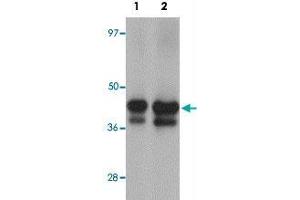 Western blot analysis of YBX2 in human testis tissue lysate with YBX2 polyclonal antibody  at (1) 1 and (2) 2 ug/mL. (YBX2 anticorps  (C-Term))