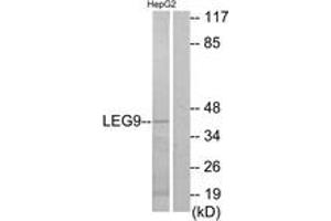 Western blot analysis of extracts from HepG2 cells, using LEG9 Antibody.