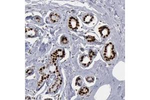 Immunohistochemistry (Formalin/PFA-fixed paraffin-embedded sections) of human breast with SUB1 polyclonal antibody  shows strong nuclear positivity in glandular cells. (SUB1 anticorps)