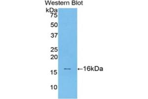 Detection of Recombinant TGFb1, Rat using Polyclonal Antibody to Transforming Growth Factor Beta 1 (TGFb1) (TGFB1 anticorps  (AA 279-390))