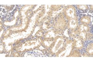 Detection of HRG in Human Kidney Tissue using Monoclonal Antibody to Histidine Rich Glycoprotein (HRG) (HRG anticorps  (AA 18-254))