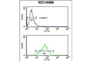 FPRL2 Antibody (Center) (ABIN652741 and ABIN2842490) flow cytometry analysis of NCI- cells (bottom histogram) compared to a negative control cell (top histogram).