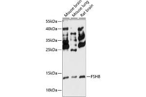 Western blot analysis of extracts of various cell lines, using FSHB antibody (ABIN7267225) at 1:3000 dilution. (FSHB anticorps  (AA 19-129))