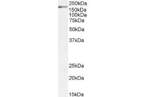 ABIN185687 (2µg/ml) staining of HepG2 cell lysate (35µg protein in RIPA buffer). (DSCAM anticorps  (Internal Region))