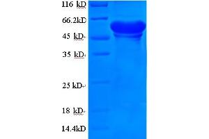 SDS-PAGE (SDS) image for Lactate Dehydrogenase A (LDHA) (AA 1-320), (full length) protein (GST tag) (ABIN5710958)