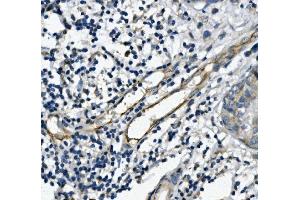 IHC analysis of CD31/PECAM1 using anti-CD31/PECAM1 antibody (ABIN7601076). (CD31 anticorps  (AA 28-382))