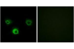 Immunofluorescence (IF) image for anti-Chemokine (C-C Motif) Receptor 4 (CCR4) (AA 211-260) antibody (ABIN2889894) (CCR4 anticorps  (AA 211-260))
