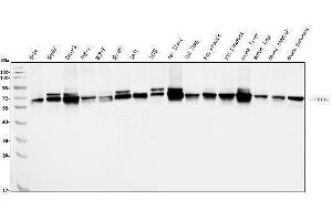Western blot analysis of PDIA5 using anti-PDIA5 antibody (ABIN7601801).
