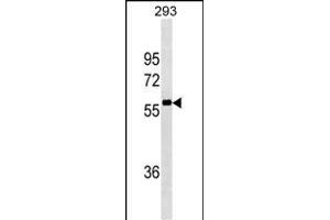 NCOA4 Antibody (ABIN1539864 and ABIN2843837) western blot analysis in 293 cell line lysates (35 μg/lane). (NCOA4 anticorps)