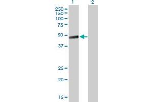 Western Blot analysis of LAYN expression in transfected 293T cell line by LAYN MaxPab polyclonal antibody. (Layilin anticorps  (AA 1-374))