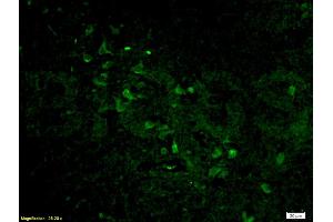 Immunofluorescence (IF) image for anti-Histone 3 (H3) (AA 71-136) antibody (ABIN739109)
