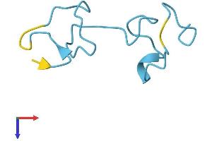 Metallothionein 1M (MT1M) (AA 1-61) protein (Fc Tag)