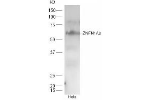 HeLa cell lysates probed with Rabbit Anti-ZNFN1A2 Polyclonal Antibody, Unconjugated (ABIN2180458) at 1:300 overnight at 4 °C. (IKZF2 anticorps  (AA 21-120))