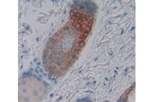 IHC-P analysis of Mouse Tissue, with DAB staining. (Desmocollin 1 anticorps  (AA 135-340))