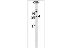 Western blot analysis in CEM cell line lysates (35ug/lane). (MS4A3 anticorps  (AA 97-123))