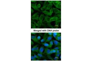 ICC/IF Image Immunofluorescence analysis of paraformaldehyde-fixed HeLa, using TCP-1 epsilon, antibody at 1:200 dilution.