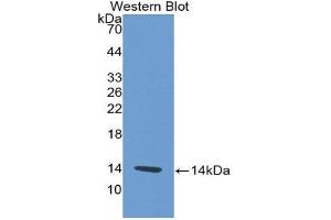 Western Blotting (WB) image for anti-Platelet Factor 4 (PF4) (AA 30-105) antibody (ABIN2118631) (PF4 anticorps  (AA 30-105))
