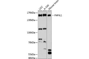 Western blot analysis of extracts of various cell lines, using FMNL1 antibody (ABIN6130398, ABIN6140708, ABIN6140709 and ABIN6216836) at 1:3000 dilution. (Formin-Like 1 anticorps  (AA 900-1070))