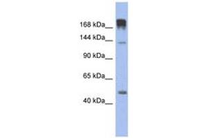 Image no. 1 for anti-Slit Homolog 3 (SLIT3) (AA 467-516) antibody (ABIN6744316)