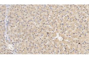 Detection of HRG in Human Liver Tissue using Monoclonal Antibody to Histidine Rich Glycoprotein (HRG) (HRG anticorps  (AA 18-254))