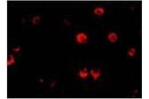 Immunofluorescence of AES in 293 cells with AES Antibody at 20 μg/ml. (AES anticorps  (N-Term))