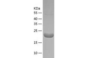 Western Blotting (WB) image for Polymerase (RNA) III (DNA Directed) Polypeptide H (22.9kD) (POLR3H) (AA 1-204) protein (His tag) (ABIN7124526) (POLR3H Protein (AA 1-204) (His tag))