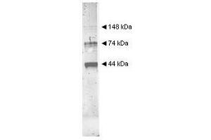 Image no. 1 for anti-Alcohol Dehydrogenase (ADH) (Internal Region) antibody (ABIN799748) (Alcohol Dehydrogenase (ADH) (Internal Region) anticorps)