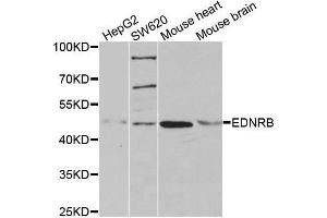 Western blot analysis of extracts of various cell lines, using EDNRB antibody. (EDNRB anticorps  (AA 1-100))