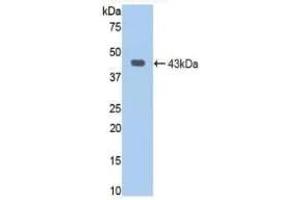 Western blot analysis of recombinant Human JAG1. (JAG1 anticorps  (AA 470-834))