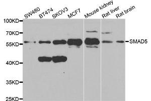 Western blot analysis of extracts of various cell lines, using SMAD5 antibody.