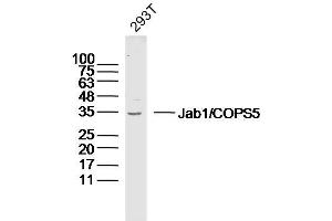 Human 293T lysates probed with Jab1 Polyclonal Antibody, Unconjugated  at 1:300 dilution and 4˚C overnight incubation. (COPS5 anticorps  (AA 221-334))