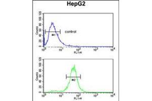Flow cytometric analysis of HepG2 cells (bottom histogram) compared to a negative control cell (top histogram). (RERE anticorps  (N-Term))