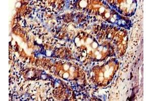 Immunohistochemistry of paraffin-embedded human small intestine tissue using ABIN7166468 at dilution of 1:100 (F2RL1 anticorps  (AA 348-397))