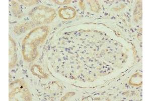 Immunohistochemistry of paraffin-embedded human kidney tissue using ABIN7160098 at dilution of 1:100 (FAM96B anticorps  (AA 1-163))