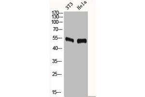 Western Blot analysis of NIH-3T3 HELA cells using c-Fos Polyclonal Antibody