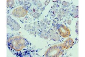 Immunohistochemistry of paraffin-embedded human pancreatic tissue using ABIN7175148 at dilution of 1:100 (Urotensin 2 anticorps  (AA 35-124))