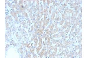 Formalin-fixed, paraffin-embedded human Liver stained with HSP60 Mouse Recombinant Monoclonal Antibody (rGROEL/780). (Recombinant HSPD1 anticorps)