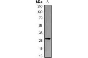 Western blot analysis of PSMB10 expression in THP1 (A) whole cell lysates. (PSMB10 anticorps)