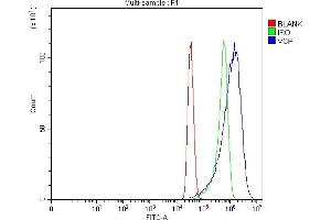 Flow Cytometry analysis of MCF-7 cells using anti-VCP antibody (ABIN7599605).