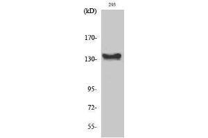 Western Blotting (WB) image for anti-C-Abl Oncogene 1, Non-Receptor tyrosine Kinase (ABL1) (C-Term) antibody (ABIN3183603) (ABL1 anticorps  (C-Term))