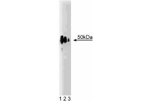 Western blot analysis of Hic-5 on a rat lung lysate.