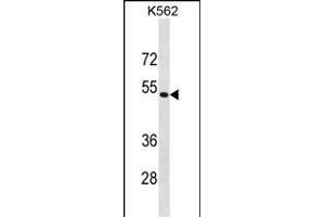 PSMD4 Antibody (C-term) (ABIN1881698 and ABIN2838852) western blot analysis in K562 cell line lysates (35 μg/lane). (PSMD4/ASF anticorps  (C-Term))