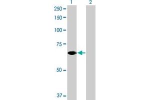 Western Blot analysis of STAM2 expression in transfected 293T cell line by STAM2 MaxPab polyclonal antibody.